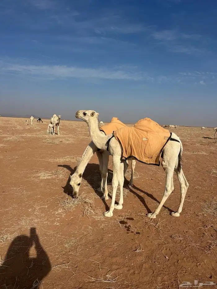 حاشى. له 7 شهور يرضع حليب. وياكل شعير وبرسيم 2