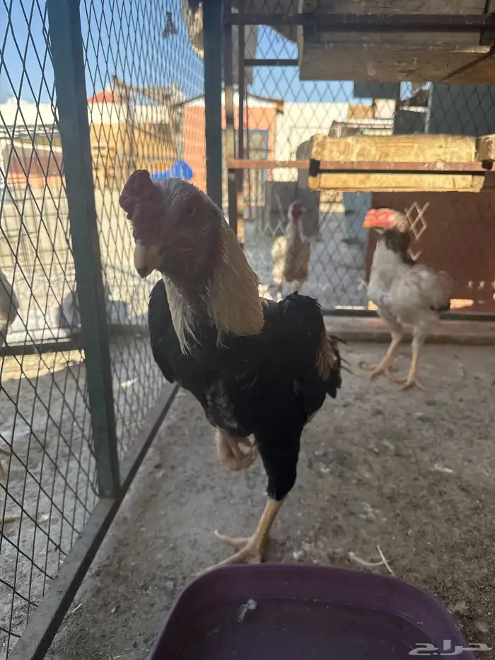 شامو الماني ديك ودجاجه 2