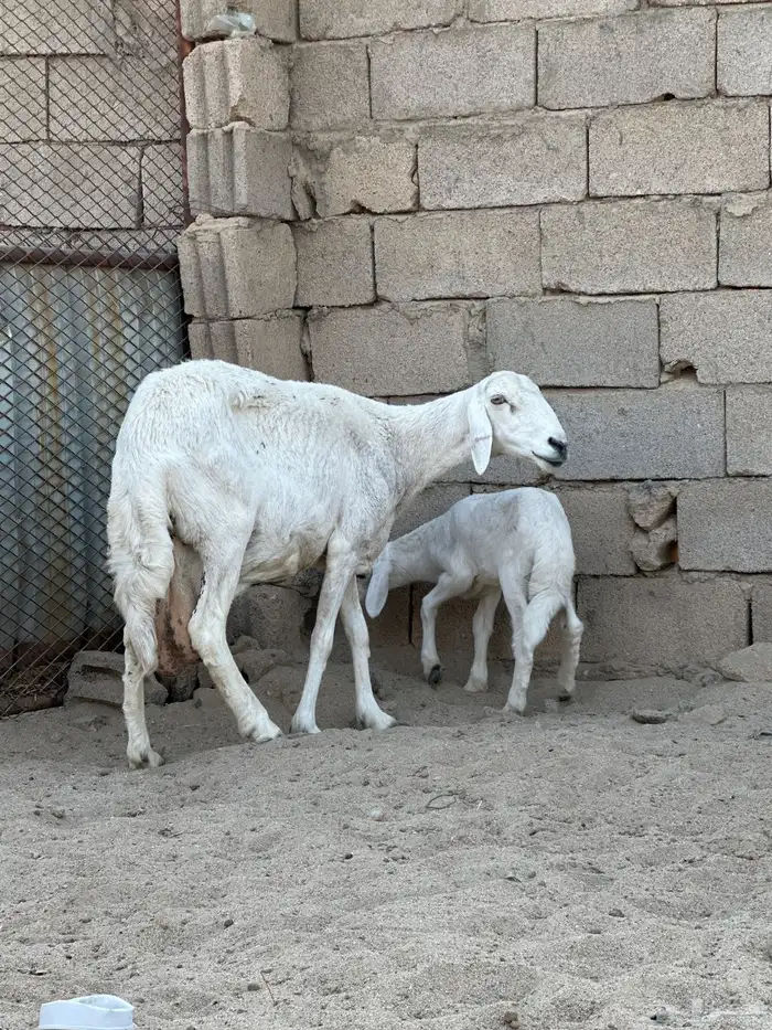 شاتين وليد 3