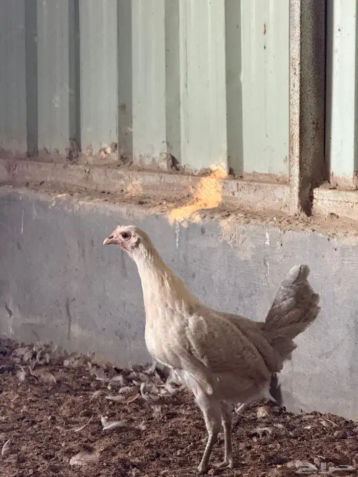 للبيع دجاج 1