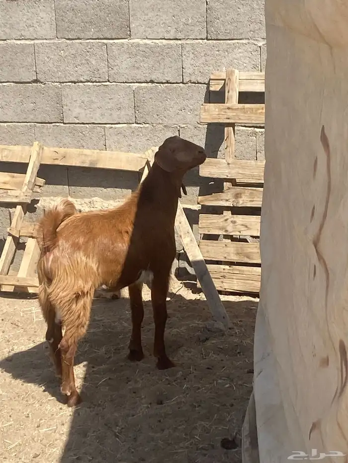 تيوس خمسه شهور مشاريع وتواما الثنين 2