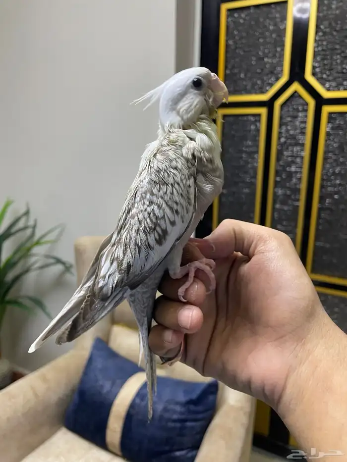 كروان للبيع عمره شهر و أسبوعين أتوقع 0