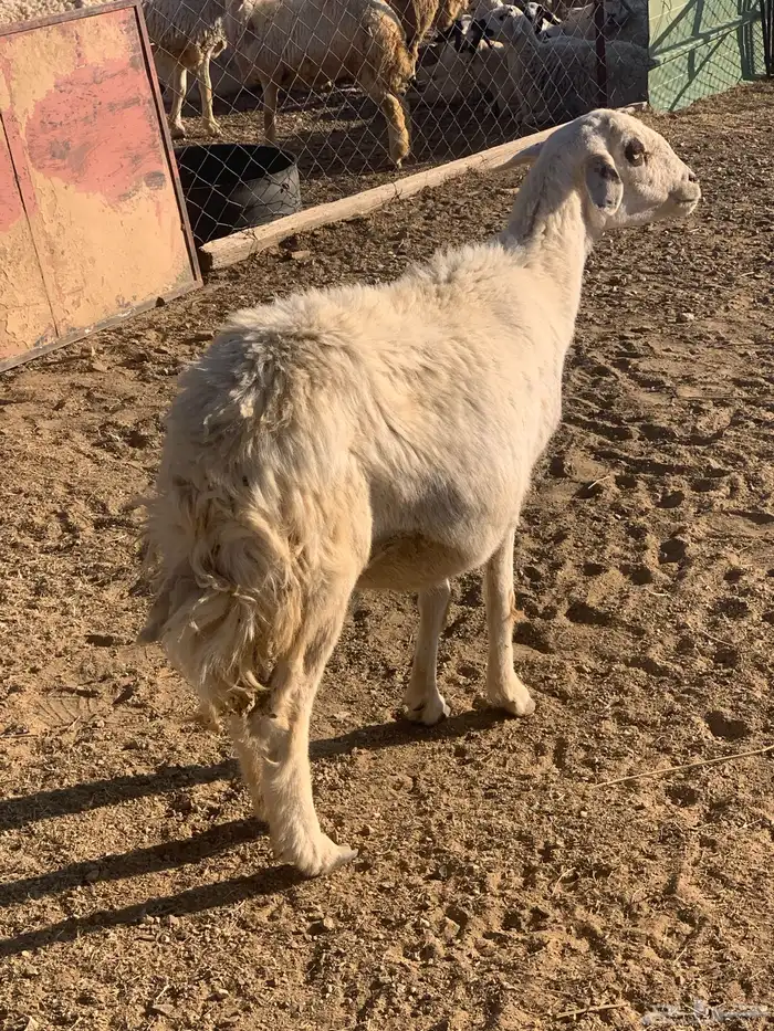 شاه حري دافع 3