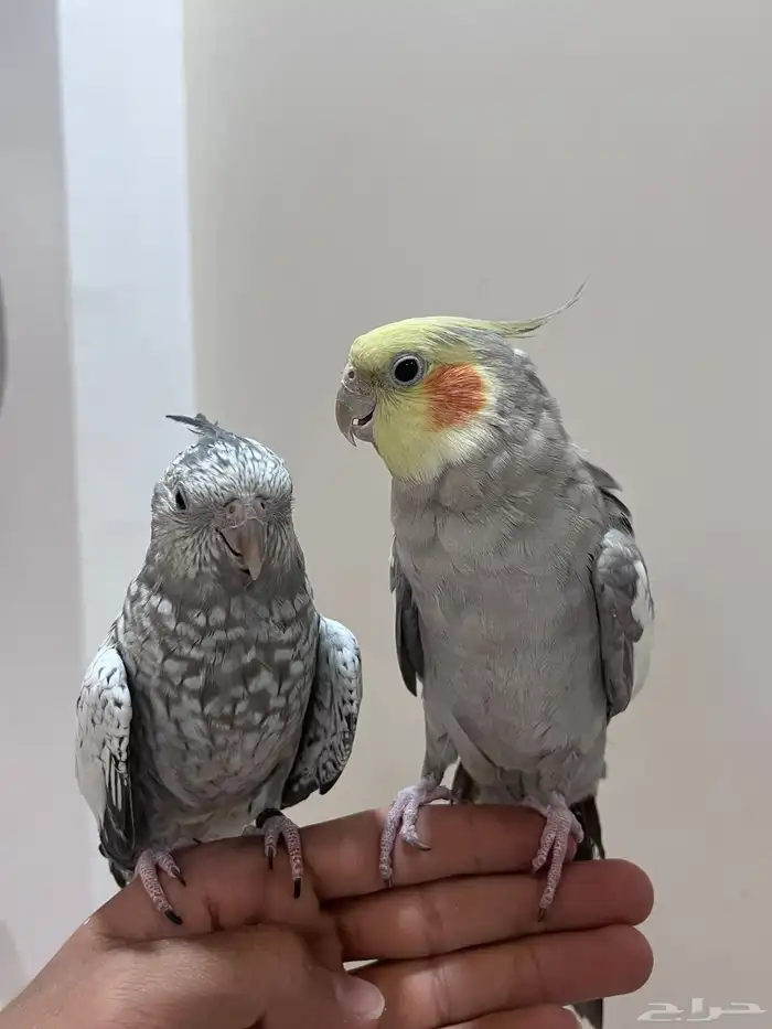 كروان زوج اليف للبيع 0