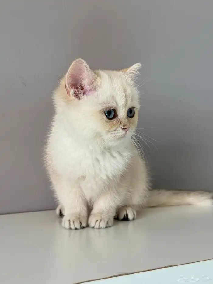 كيتن قطط قطوه قطه قط سكوتش 6