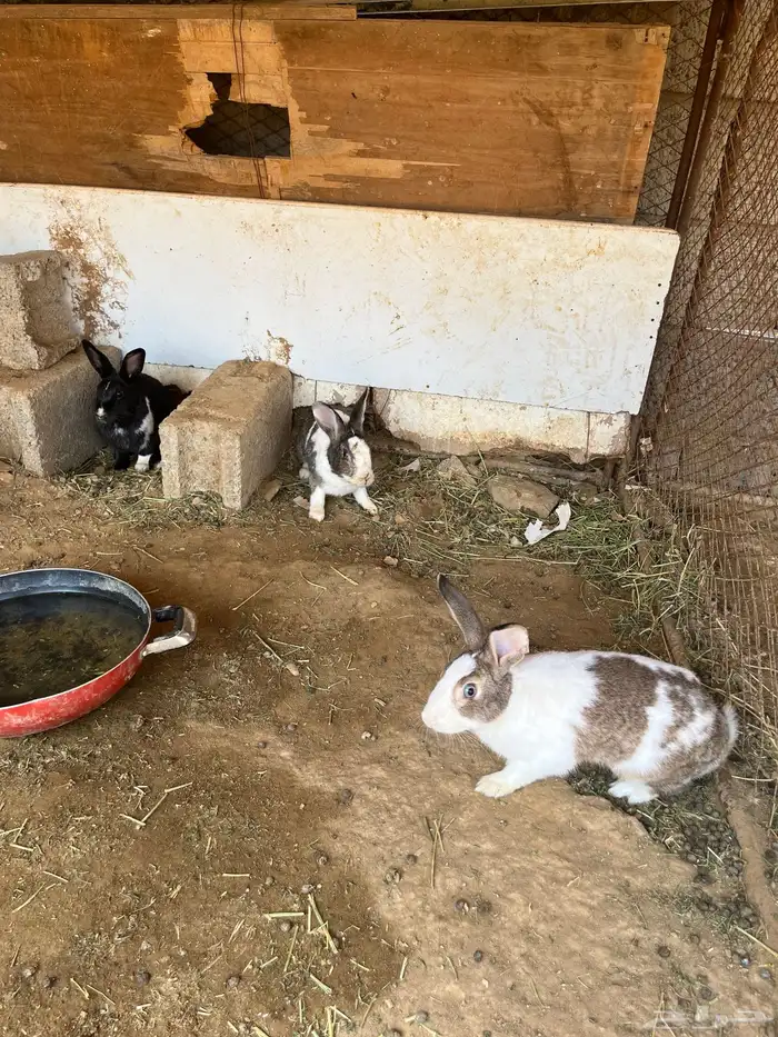 ارانب للبيع 8