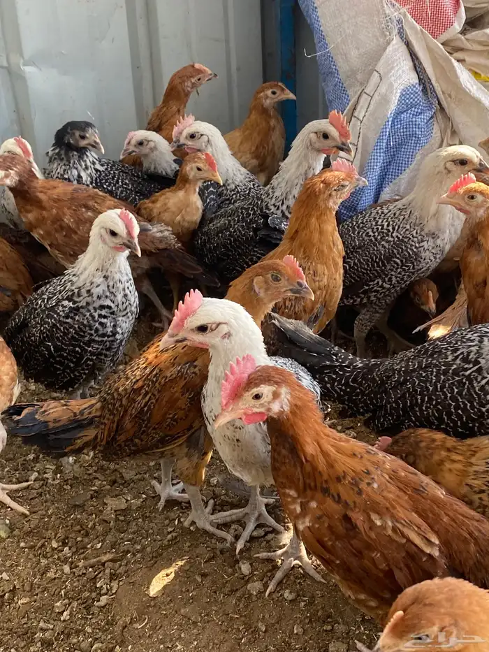 فراريج بلدي 0