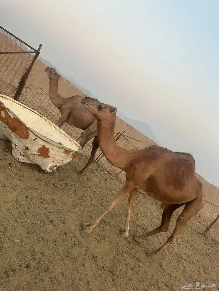 ناقتين سواحل على ضراب صغار سن 1