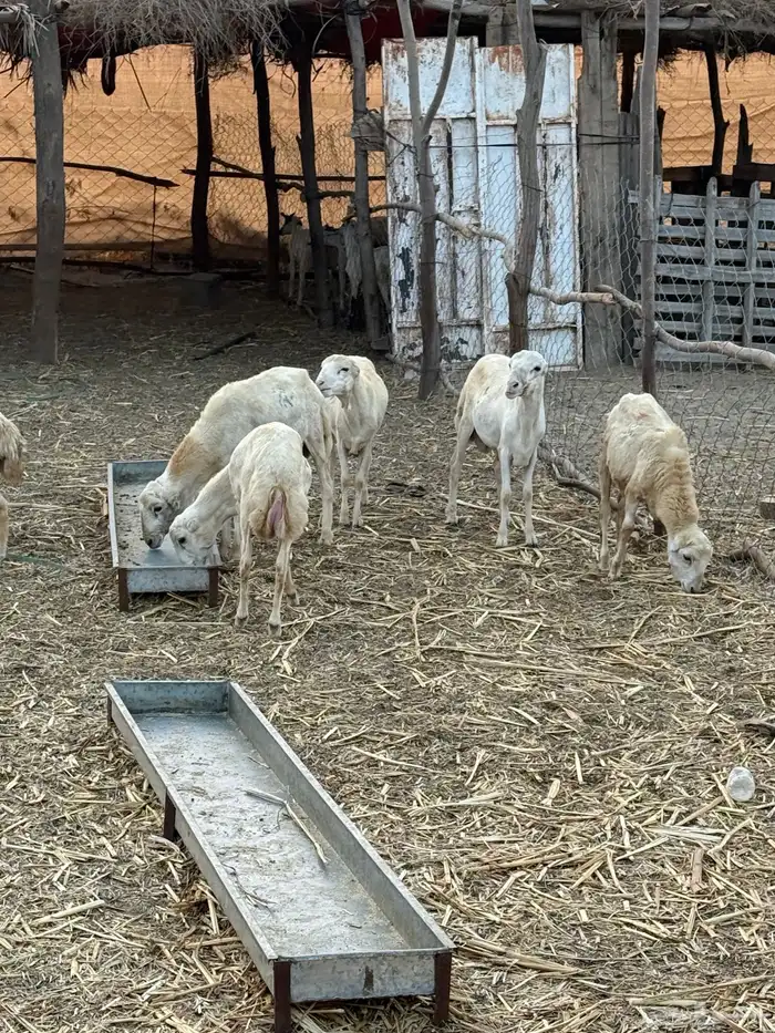 خرفان للبيع 3