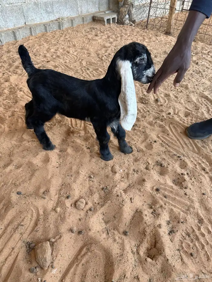 دواغير تيوس عوارض صنف 2