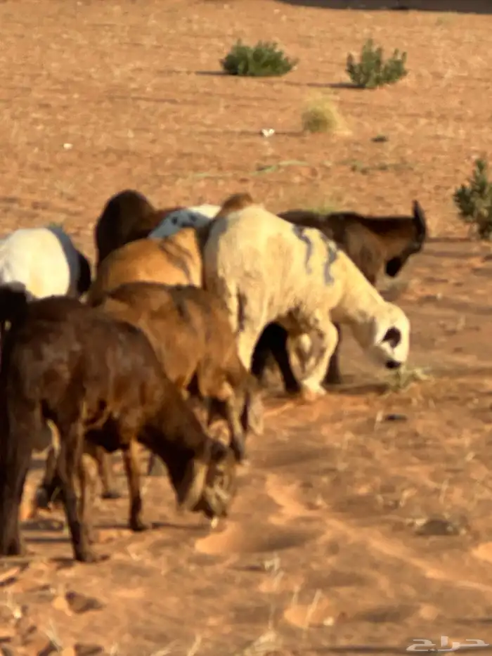 رفيد جذعان مرابي طب وتخير 80