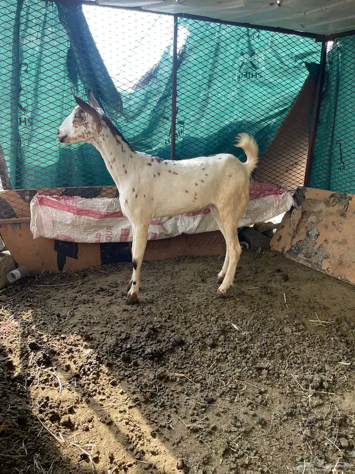 السلام عليكم 0