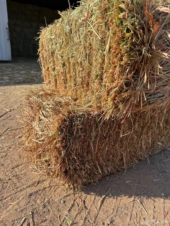 ذرة جيزانيه ناعمه   برسيم صافي ورق 0