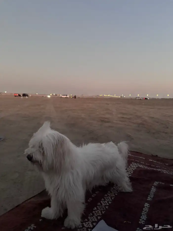 كوتن مالتيز 3