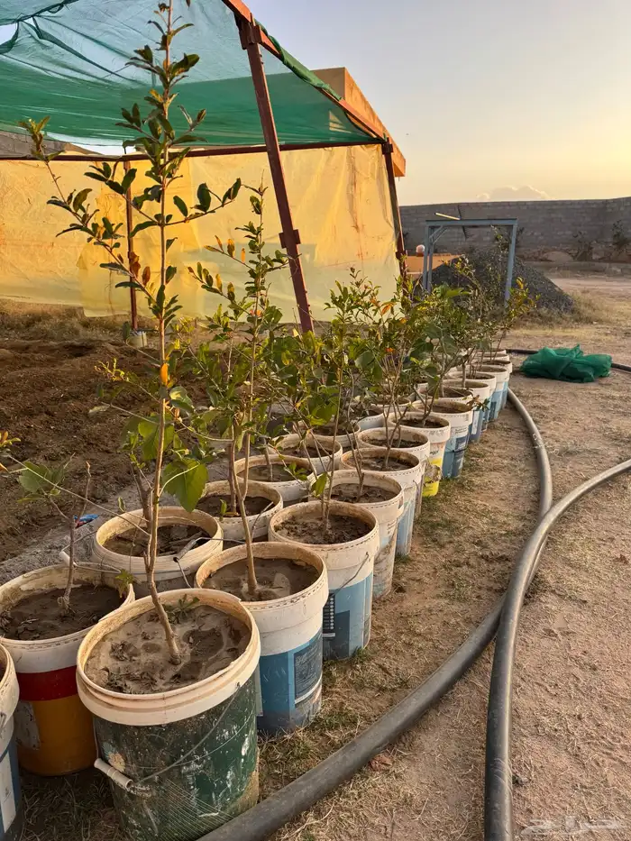 شتلات تين ورمان من مزرعتي الخاصه 1