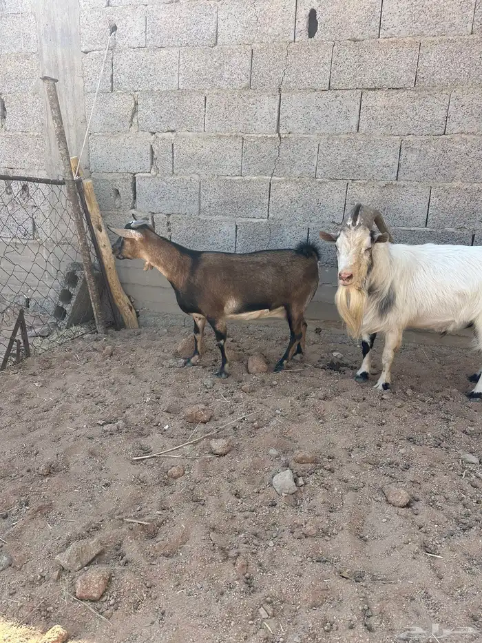 تيس وعنز دافع 1