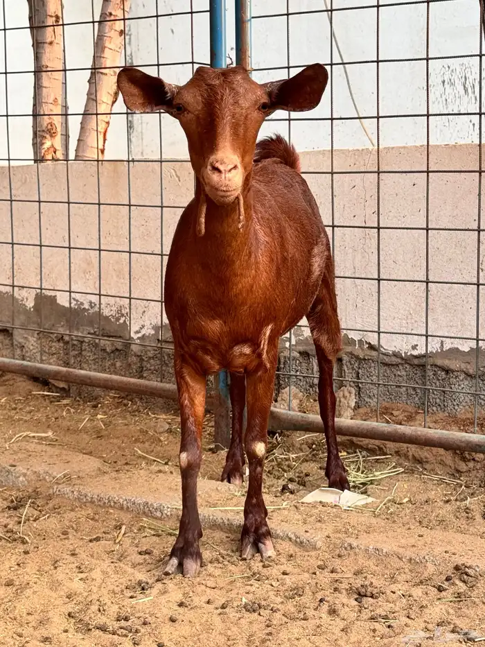 معزا دهم صنف 3