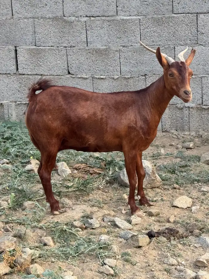 معزا دهم فاخره عدد 17( تم البيع) 0