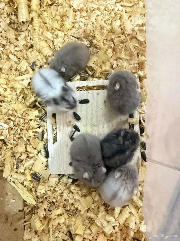 هامستر ب 15 ريال فقط 10