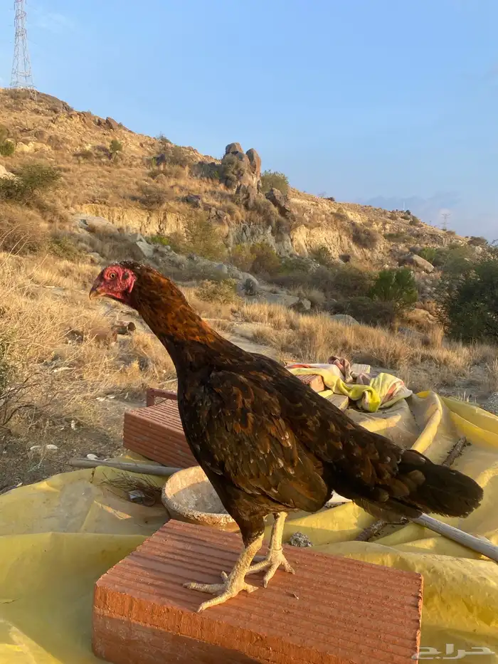 دجاجه باكستانيه للبيع 2