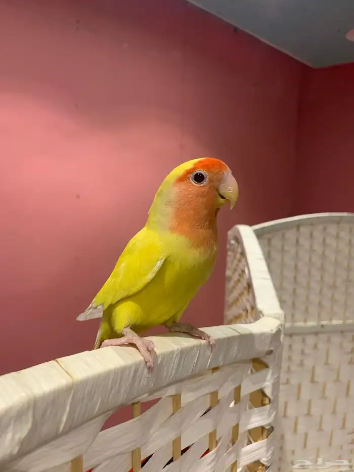 روز لاتينو رد فيس اليف 2