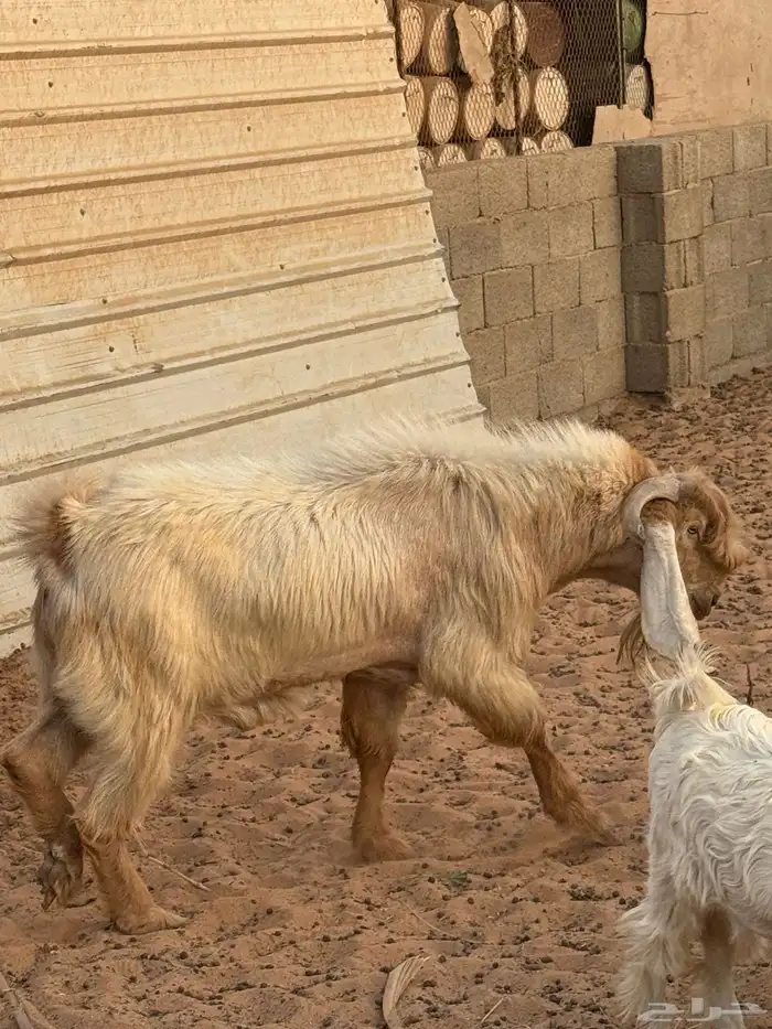 للبيع فحل عارضي شرط حار 2