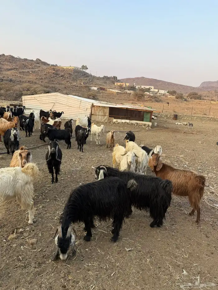 معزا عوارض للبيع مراح واحد وسليمه ومشروطه 6