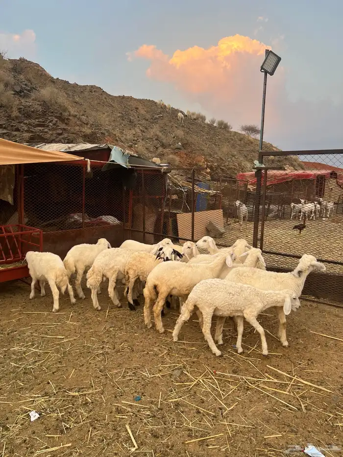 طليان ورخال 2