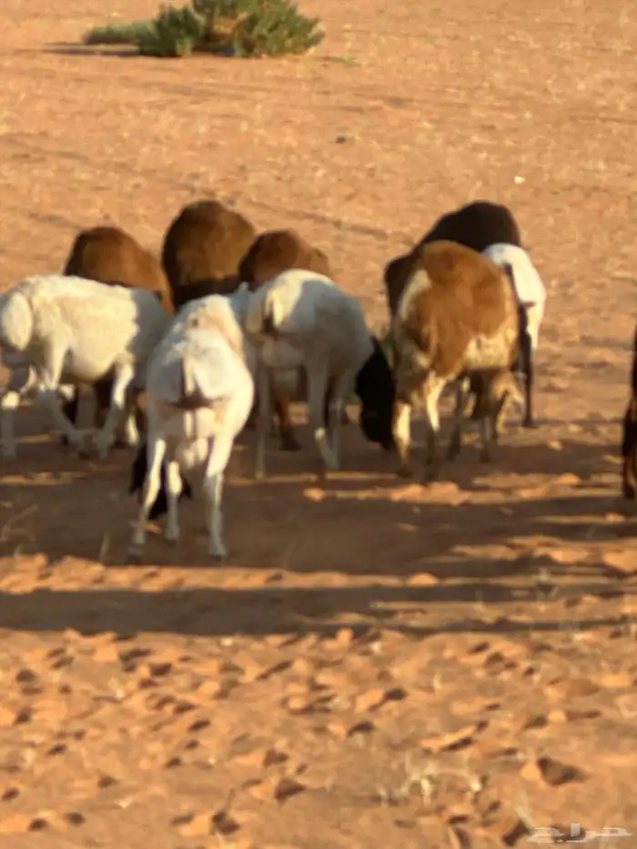 رفيد جذعان مرابي طب وتخير 84