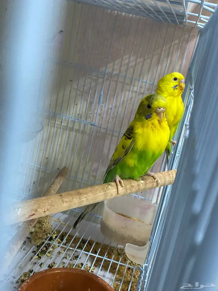 زوج طيور حب منتج 0