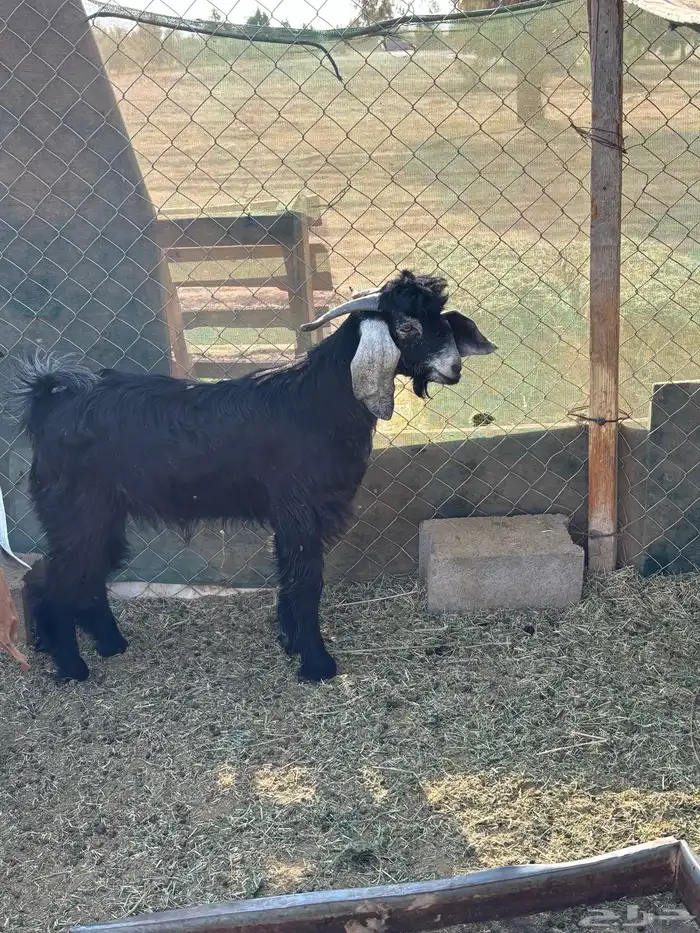 تيس فحل عارضي جذع 1