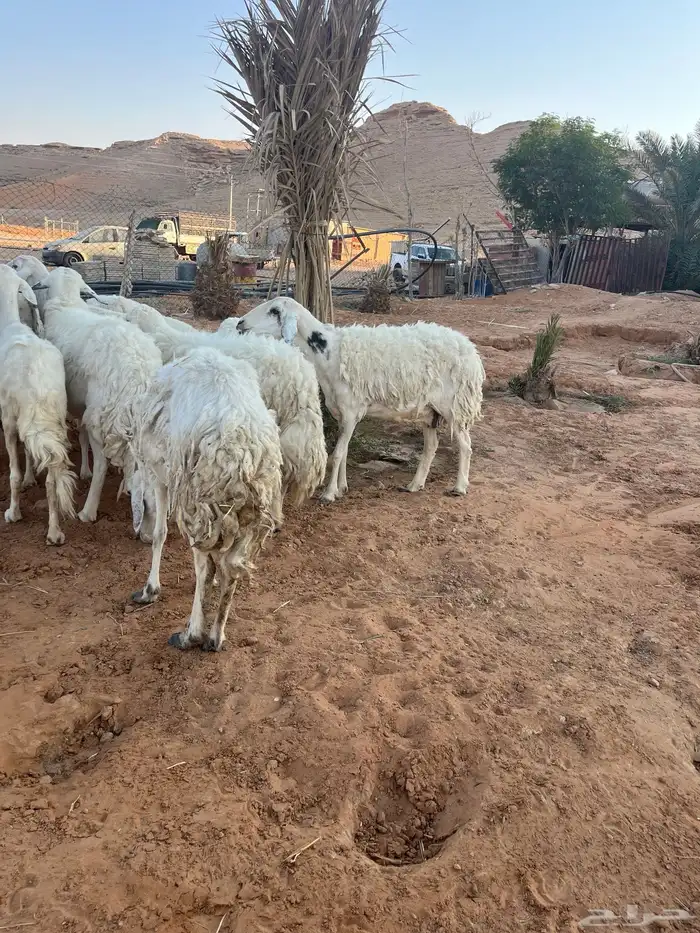 للبيع شياه حريات 4