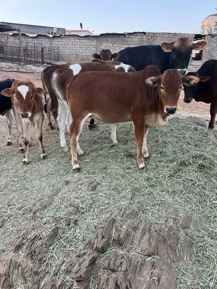 حسلان بلدي 5