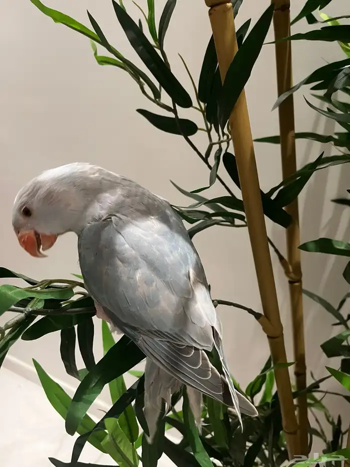 دره هولندية اليف ومفطوم 2