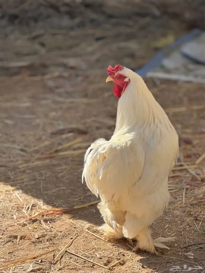 براهما - صيصان ابيض صك - اطباق بيض 7