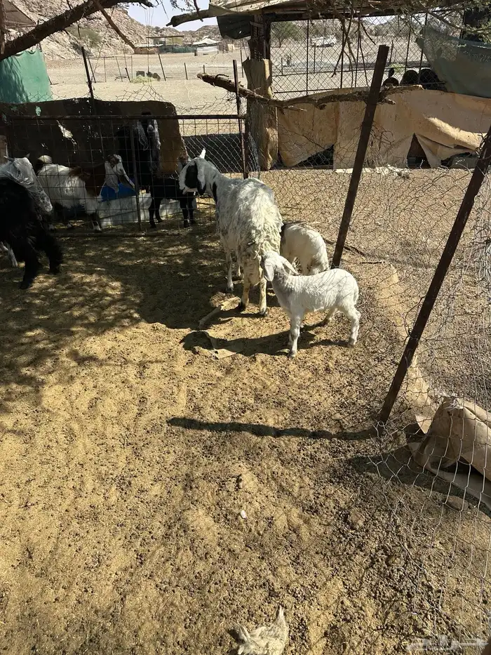 شاه حريه تحتها اثنين روم السن جامع 0