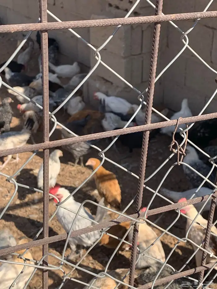 دجاج بلدي ساجر 1