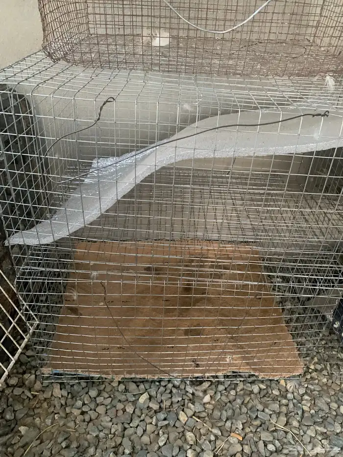 بط بلدي تحته فروخ كبار وا شبوك شل 1