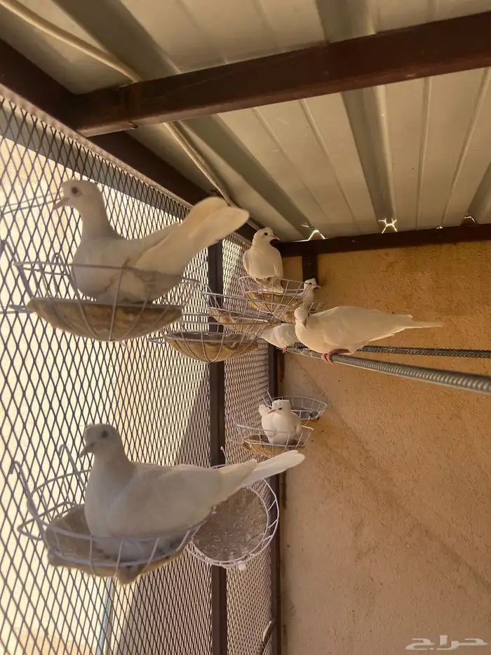 حمام ياكريم هولندي ابيض صك عيون حمر 2