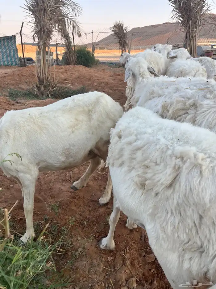 للبيع شياه حريات 8