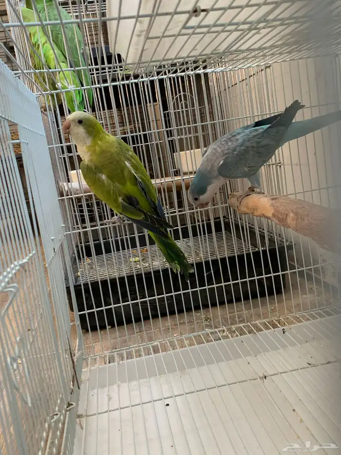 زوج كويكر الوان مميزة 0