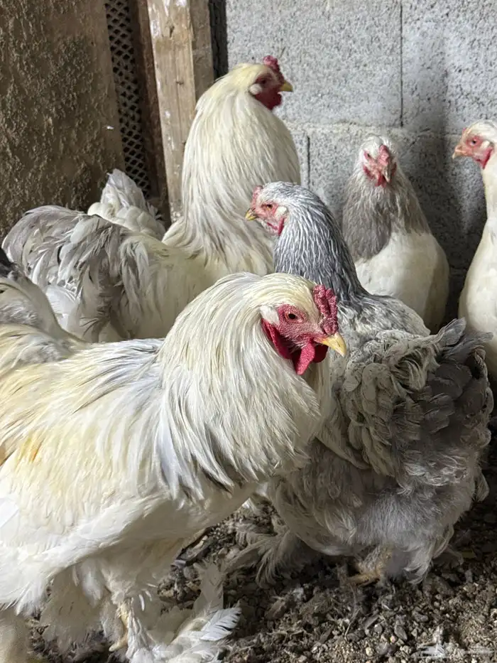 دجاج براهما 0