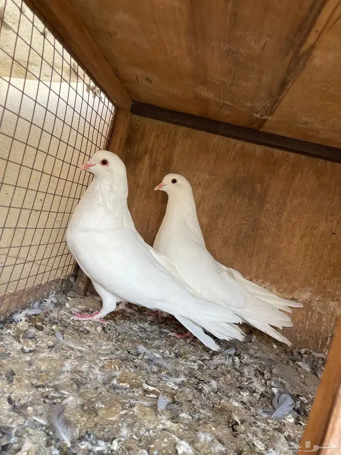 مالطي مصري 5