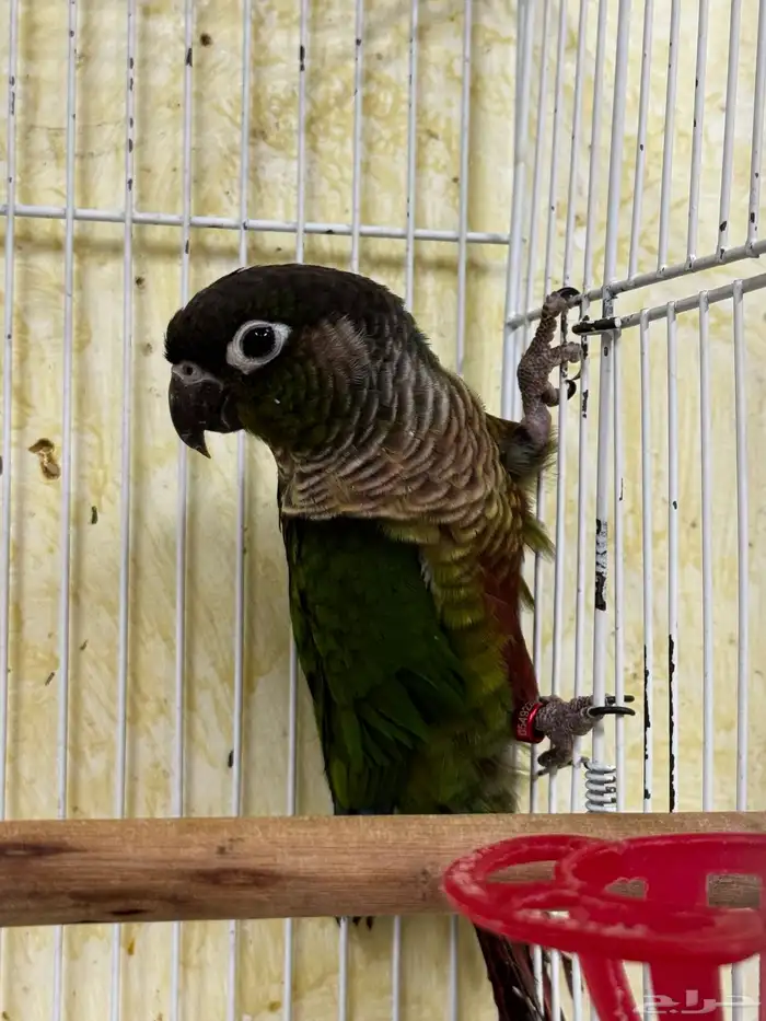 ذكر كنيور قرين شك محلل بشهاداته 1