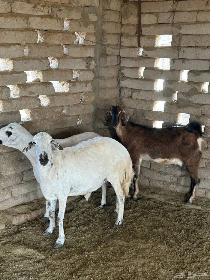 تهامة الباحه الحجره 2