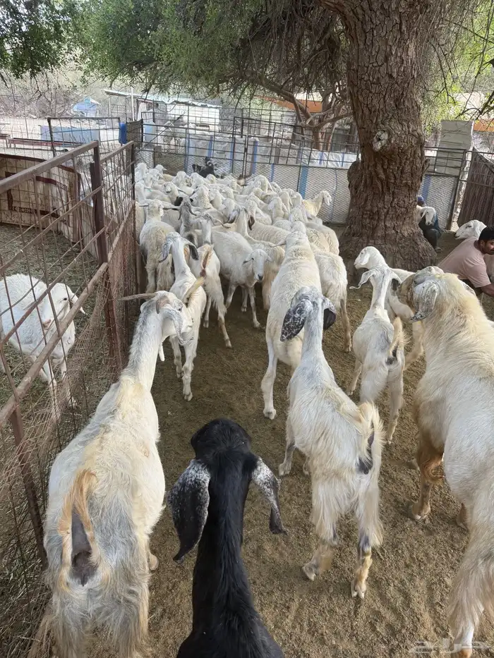 غنم البيع العدد 75 تحتها 8 16