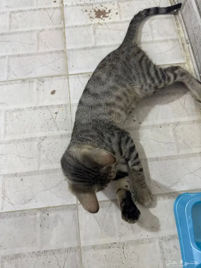 قطط للتبني 10