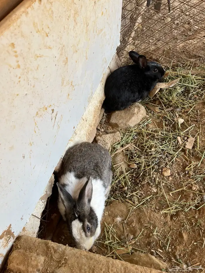 ارانب للبيع 1