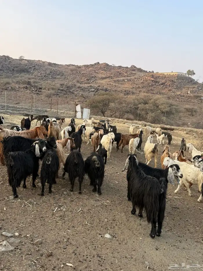 معزا عوارض للبيع مراح واحد وسليمه ومشروطه 1