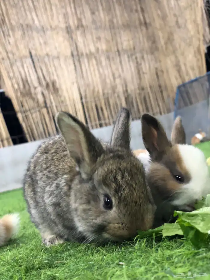 ارانب صغار 7